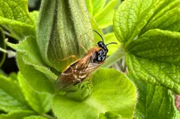 Bladwesp Selandria serva - rugaanzicht-bijgesneden - Nathan Veenstra
