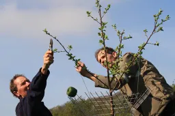 snoeien fruitbomen workshop