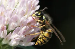 gewone wesp op bloem