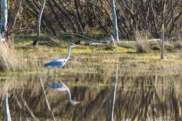20250615 vogel excursie ivn 1