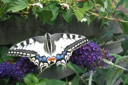 Koninginnepage-1