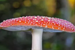 mushroom-5688498_1920-adege-2