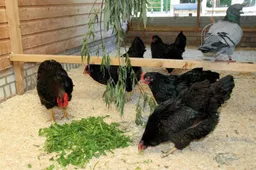 vogels - vogelgriep - FB