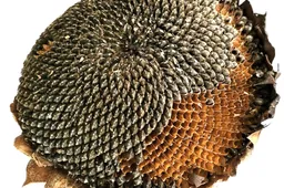 20260611foto bij lezing Fibonacci-1