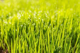 pexels-dew-1867519_1920-1