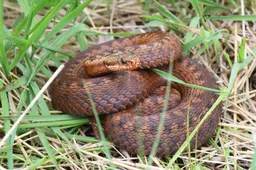 20260711 adder-1