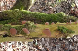 20261028 foto Dood hout leeft
