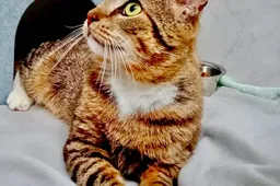 1000053788
