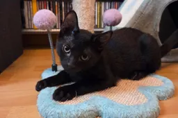 Bagheera