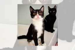 Asieldier van de Week