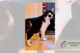 09-12-2025 Asieldier van de Week - Dini