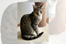 16-12-2025 Asieldier van de Week - Toast