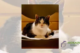 02-03-2026 Asieldier van de Week - Harvey