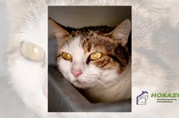 17-03-2026 Asieldier van de Week - Star