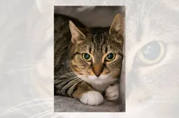 27-04-2026 Asieldier van de Week