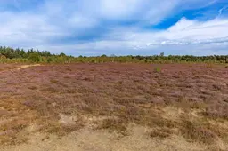 6. Droogte in De Maashorst (foto Peter Noy ©)
