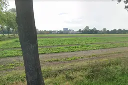 dorshout