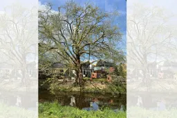 Plataan Parklaan Veghel