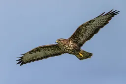 Buizerd