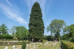 Mammoetboom Boskant 2