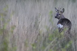 dwi ah ree 2 foto albert henckel