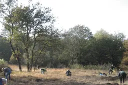 havelte groengroep aan het werk op het holtingerveld 2