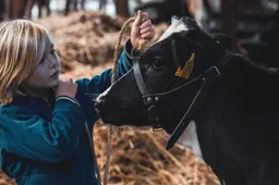 wan zw drenthe koeien haralt timmerman 7 jaar