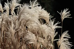 olifantsgras reed-grass-4805751_1280