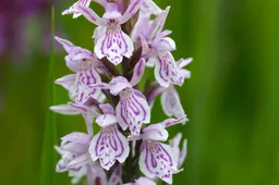 DWI D. maculata ssp. maculata Hoogeveen foto Hans dekker