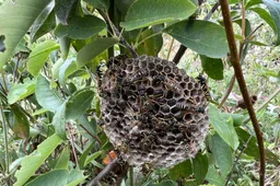Wesp Nest bergveldwespen aan stengel - Nathan Veenstra