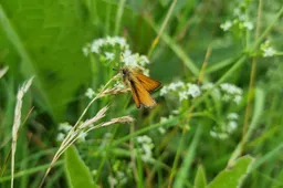 DR Boerenlandvlinder zwartsprietdikkopje 2 (foto Michiel van Elderenbosch)