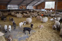 pn29032018-opening-schaapskooi-ruinen9