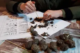 oudavereest-wheem-uileballen
