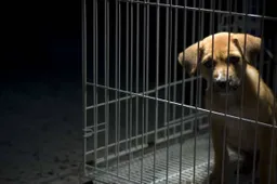 istock dieren