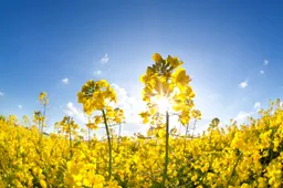 zomer2