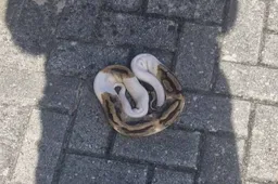 Python