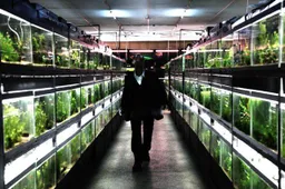IFFR 2011: Cold Fish - recensie
