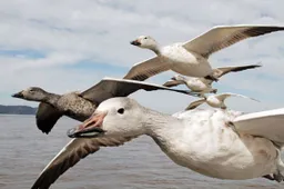 Earthflight is kijkcijferhit voor EO