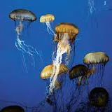 The Living Sea - recensie