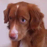 Ruud: Dierlijke emotie