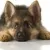 Michaël R. Roskam regisseert Animal Rescue