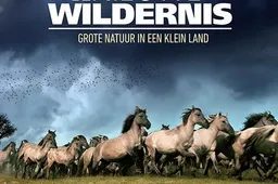 Column: Een on-Nederlands goede column