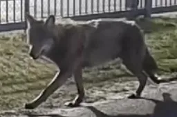 Column: Het Uur van de Wolf