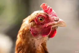 anp121026116 1