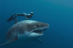 sharkwhisperer