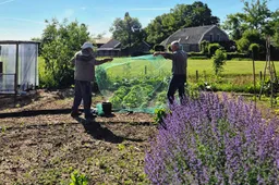 2025 05 20 moestuin aeres 11