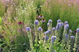 2025-11-09 De Dutch Wave beplanting