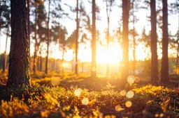 2026-02-01 herdenkingsbomen