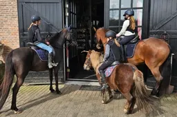 2026-02-11 ponykamp bouvries 2