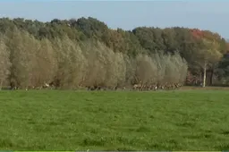 2026-02-17 knotwilgen